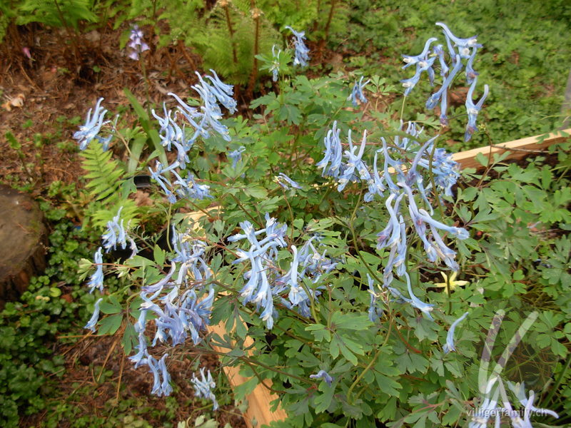 Blauer Lerchensporn: Übersicht